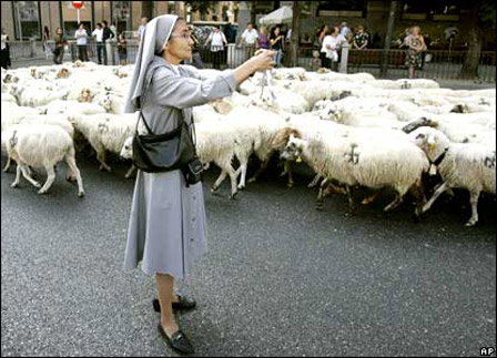 راه‌پیمایی گوسفندان در مادرید sheep through streets of Madrid 