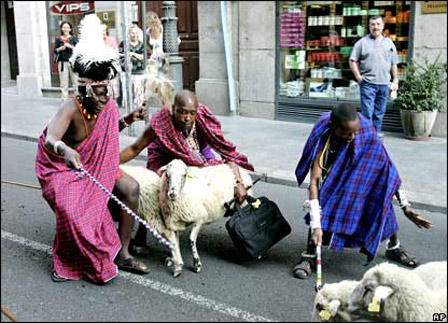 راه‌پیمایی گوسفندان در مادرید sheep through streets of Madrid 