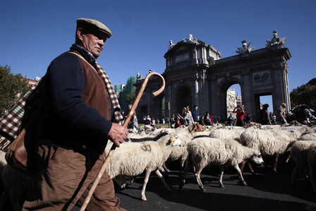 sheep through streets of Madrid 