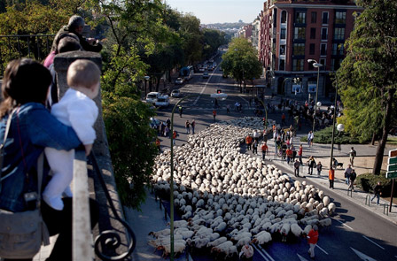 sheep through streets of Madrid 
